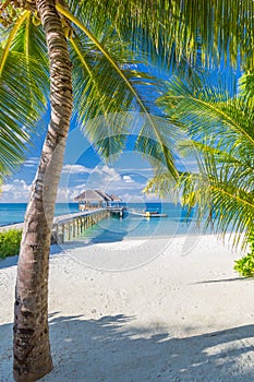 Maldives paradise beach banner. Perfect tropical island. Beautiful palm trees and tropical beach. Moody blue sky and blue lagoon