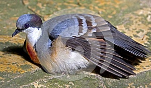 Luzon bleeding-heart pigeon 1 photo