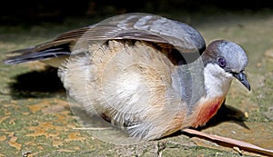 Luzon bleeding-heart pigeon 3