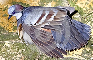 Luzon bleeding-heart pigeon 4