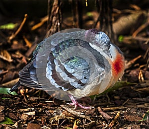 Luzon bleeding-heart pigeon 6 photo
