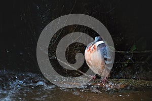 Luzon bleeding-heart in the rain. Gallicolumba luzonica.