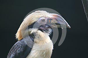 Luzon hornbill photo