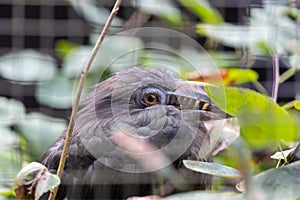 Luzon Tarictic Hornbill (Penelopides manillae) in the Philippines