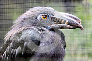 Luzon Tarictic Hornbill (Penelopides manillae) in the Philippines