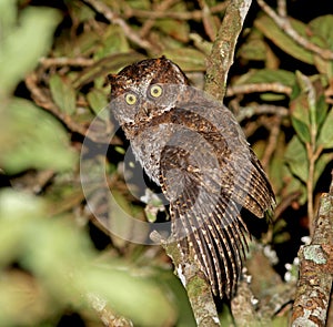 Luzondwergooruil, Luzon Scops-Owl, Otus longicornis