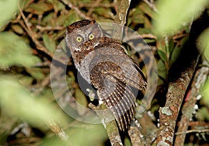 Luzondwergooruil, Luzon Scops-Owl, Otus longicornis
