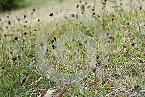 Luzula capitata photo