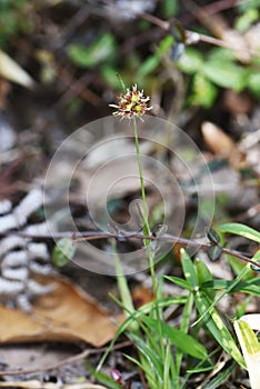 Luzula capitata Shortawn foxtail