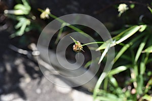 Luzula capitata Shortawn foxtail