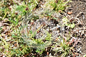 Luzula capitata Shortawn foxtail