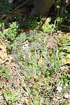 Luzula capitata Shortawn foxtail