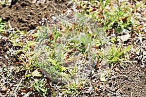 Luzula capitata Shortawn foxtail