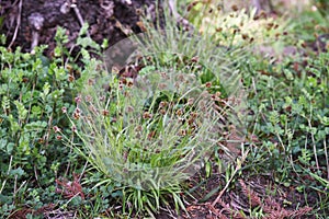 Luzula capitata Shortawn foxtail