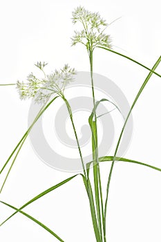 Luzula Nivea grass