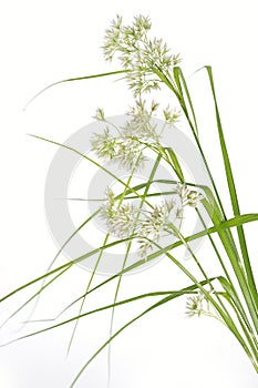 Luzula Nivea grass