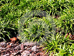 Luzula pilosa `Igel`