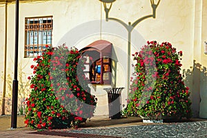 Lviv Flowers