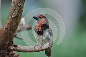 Lybius torquatus (Black-collared barbet)