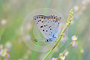 Lycaena alciphron, the Purple shot copper butterfly