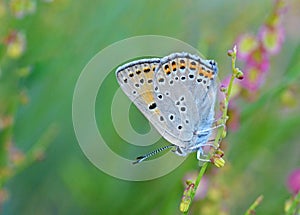 Lycaena alciphron, the Purple shot copper butterfly photo
