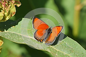 Lycaena candens, Balkan Copper butterfly photo