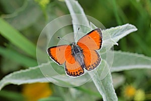Lycaena candens, Balkan Copper butterfly photo