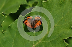 Lycaena dispar butterfly