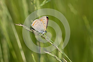 Lycaena dispar Haworth