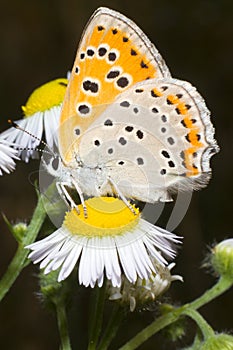 Lycaena dispar / large cooper butterfly photo