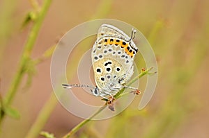 Lycaena lampon butterfly , butterflies of Iran