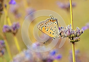 Lycaena lampon butterfly , butterflies of Iran photo