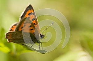 Lycaena phlaeas