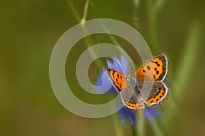 Lycaena phlaeas