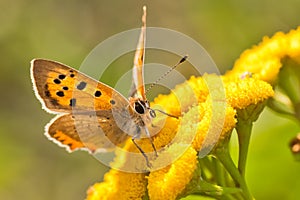 Lycaena Phlaeas butterfly photo