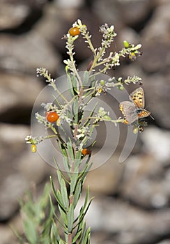 Lycaena phlaeas butterfly perched over plant