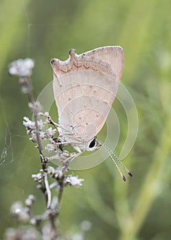 Lycaena phlaeas Common Copper small butterfly perched on a twig in the cool of the morning motionless on green blur background