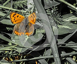 Lycaena phlaeas - female