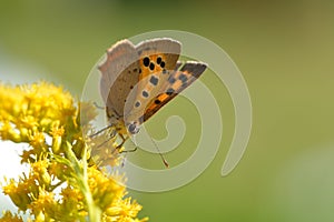 Lycaena phlaeas, the small copper