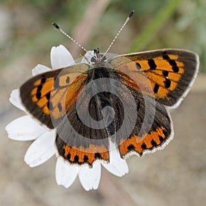 Lycaena phlaeas, Small Copper, American Copper, Common Copper