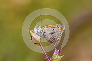 Lycaena phlaeas , the small copper , American copper or common copper butterfly