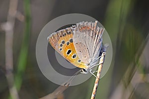 Lycaena phlaeas , the small copper , American copper or common copper butterfly