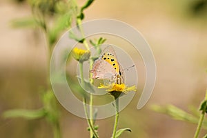 Lycaena phlaeas , the small copper , American copper or common copper butterfly on flower
