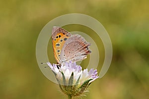 Lycaena phlaeas , the small copper , American copper or common copper butterfly on flower