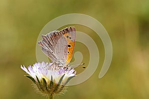 Lycaena phlaeas , the small copper , American copper or common copper butterfly on flower