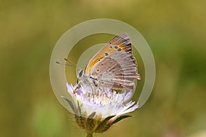 Lycaena phlaeas , the small copper , American copper or common copper butterfly on flower