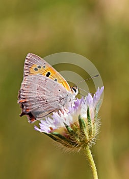 Lycaena phlaeas , the small copper , American copper or common copper butterfly on flower