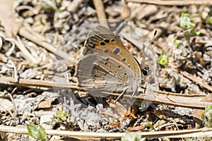 Lycaena phlaeas, Small Copper, American Copper, Common Copper butterfly from Tuscany, Italy