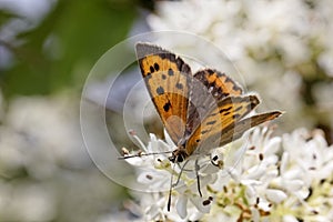 Lycaena phlaeas, Small Copper, American Copper, Common Copper, european butterfly from France