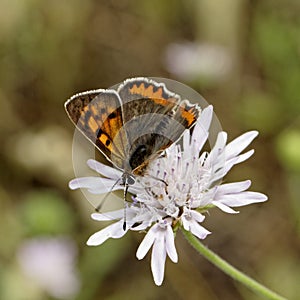 Lycaena phlaeas, Small Copper, American Copper, Common Copper, european butterfly from France, Europe